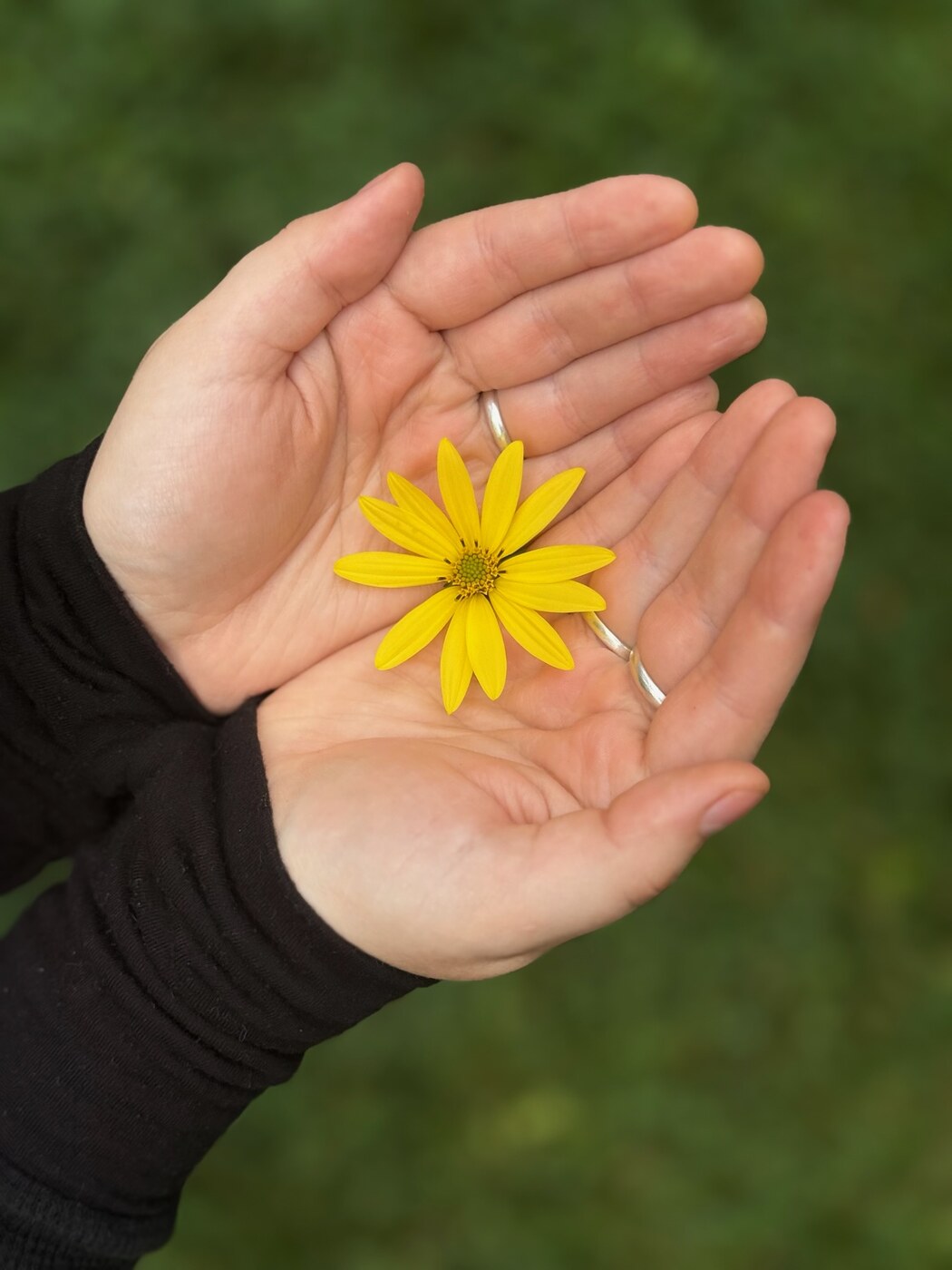 Hands holding a yellow flower.