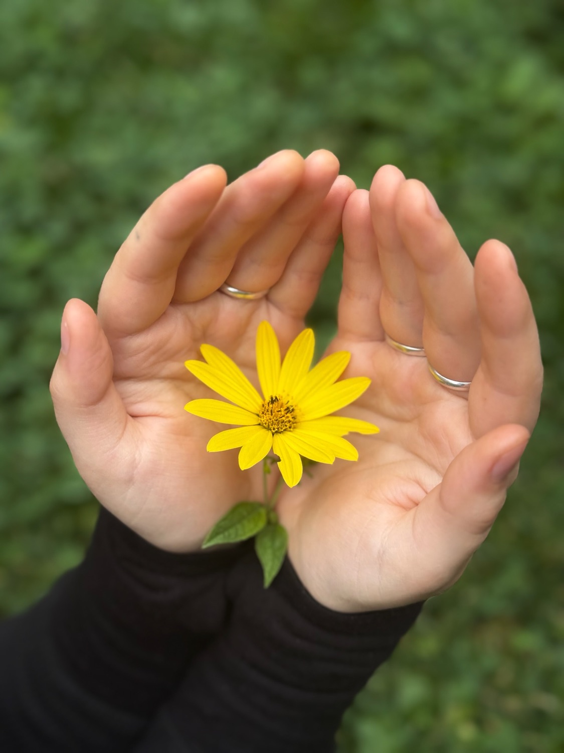 Cupped hands holding a yellow flower.